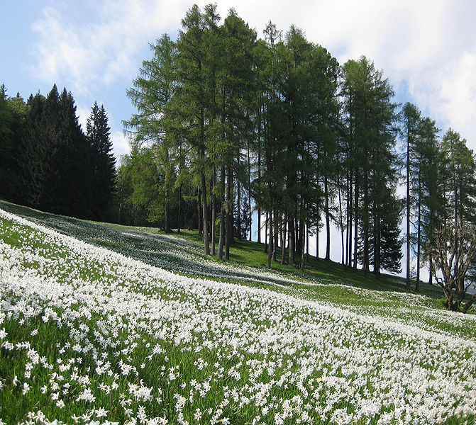 Daffodils at Golica near Jesenice, Slovenia. Photo by Sl-Ziga.