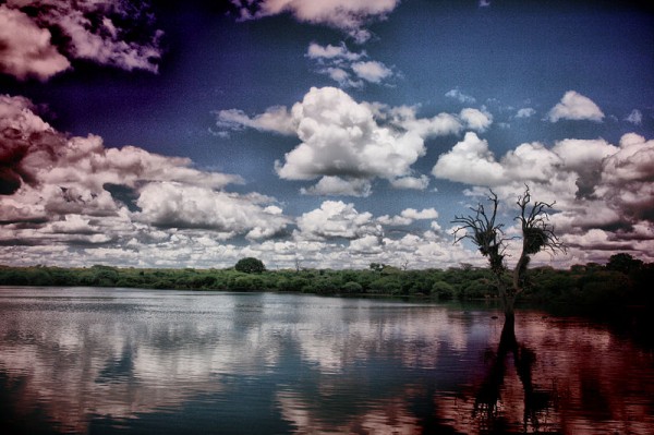 View of a dried out river bank in the Sabi Sabi Game reserve. Photo by Bruce Salamon.