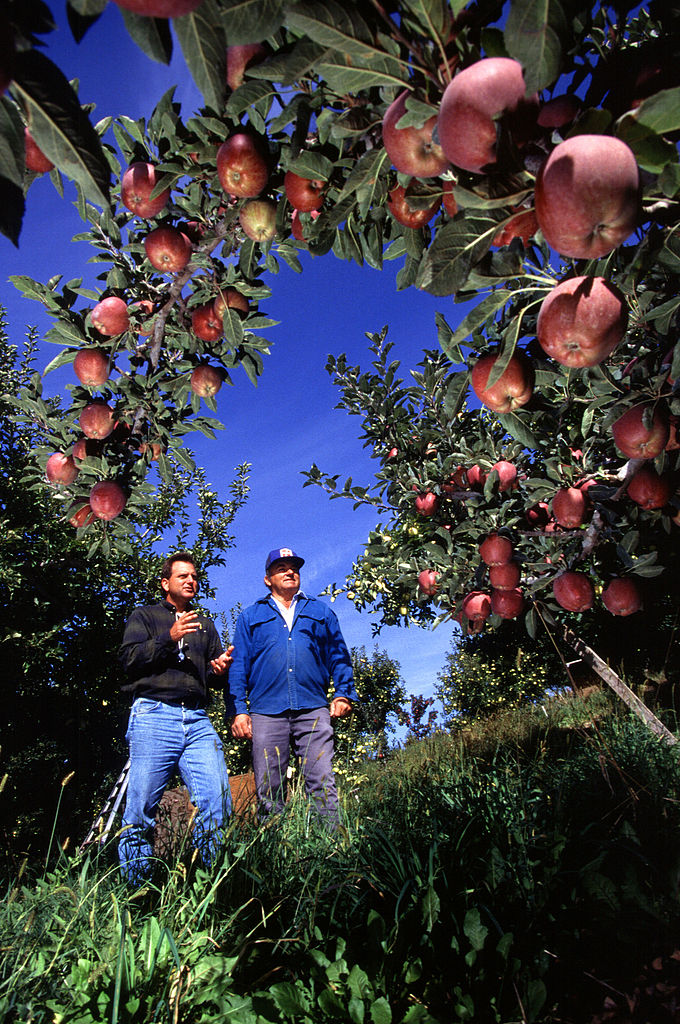 Apple orchard near West Parker Heights, Washington. Photo by the Agricultural Research Service.
