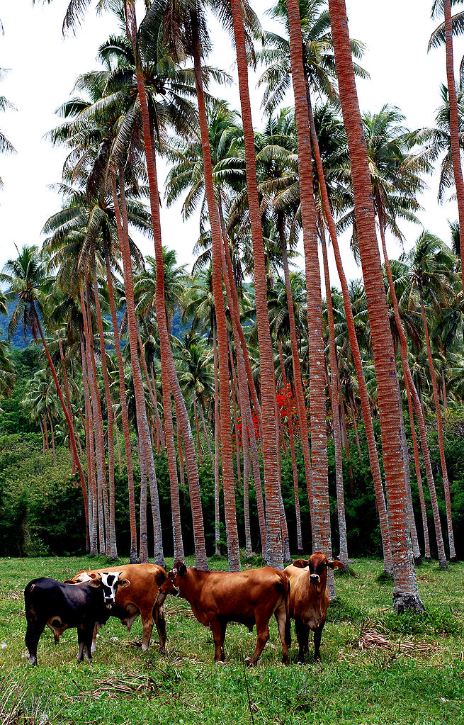 Commercial agriculture, North Efate. Photo by Phillip C.