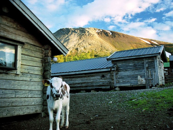 Sånfjällets National park in Härjedalen, Sweden. Photo by  "CC-BY-SA-3.0" Jonny Hansson.