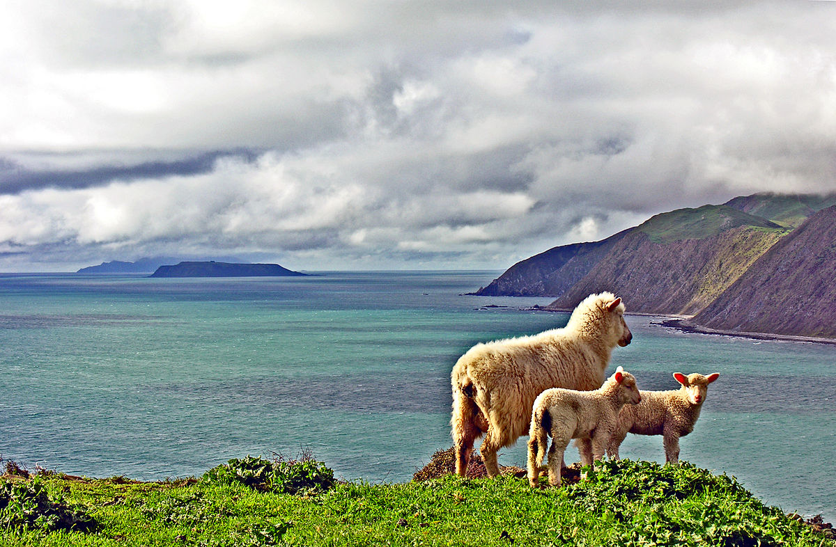 By Phillip Capper from Wellington, New Zealand - On the Quartz Hill track, Wellington, New Zealand, 7 September 2006, CC BY 2.0, https://commons.wikimedia.org/w/index.php?curid=17727015